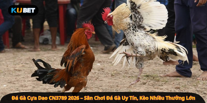 Đá Gà Cựa Dao CN3789 2026 – Sân Chơi Đá Gà Uy Tín, Kèo Nhiều Thưởng Lớn