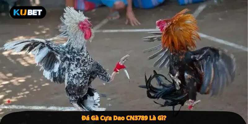 Đá Gà Cựa Dao CN3789 Là Gì?